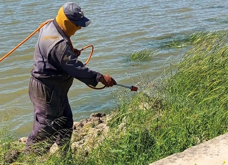 Implementation of preventive herbicide spraying in Kenitra dams