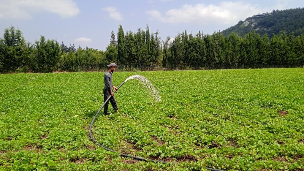 The Directorate of Water Resources in Latakia continues its field follow-up of the irrigation networks, alongside carrying out maintenance and repair work, to ensure the continuous delivery of water to the farmlands and to serve the farmers.