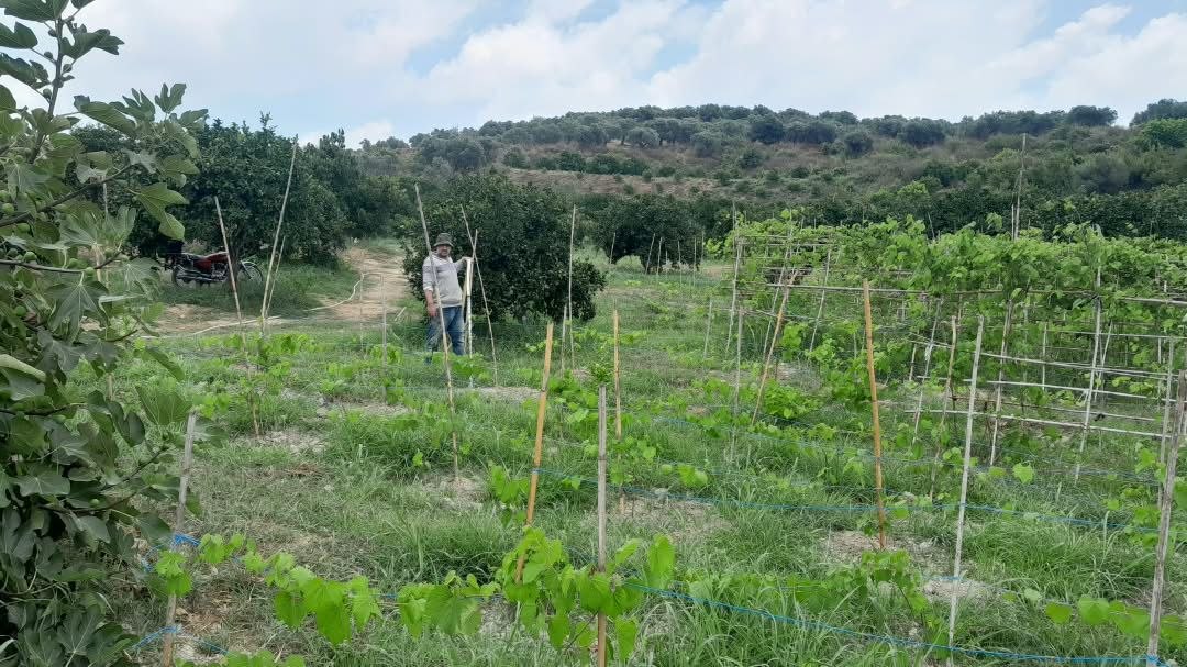 Continuing to monitor the irrigation situation and securing irrigation water for the agricultural areas in Mashqita.