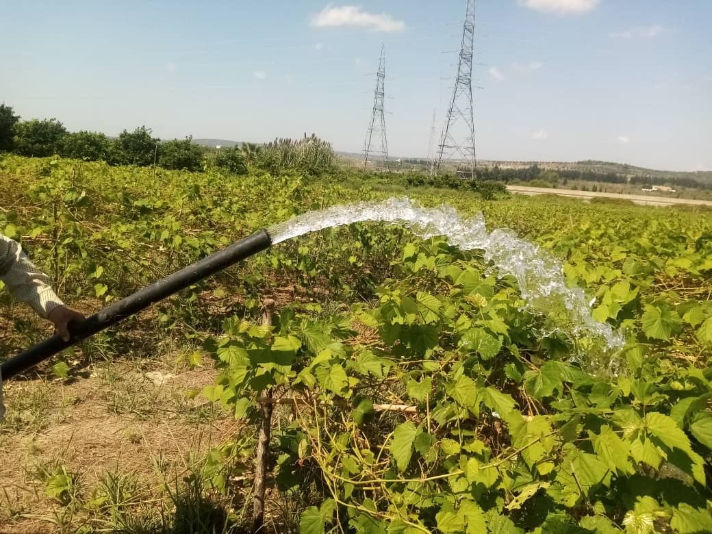 The Water Resources Directorate in Latakia is keeping an eye on the state of irrigation and maintenance work on the networks.