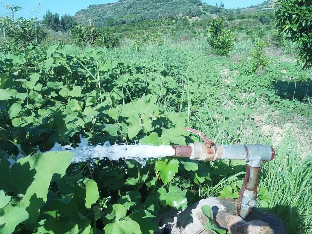 The Water Resources Directorate in Latakia continues to monitor the irrigation situation and achieve high rates in Bloran, Zoghrin, and the neighboring towns.